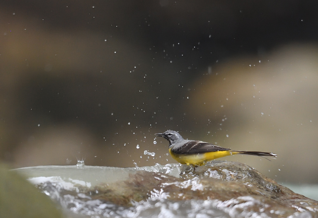 DS5_9012.jpg