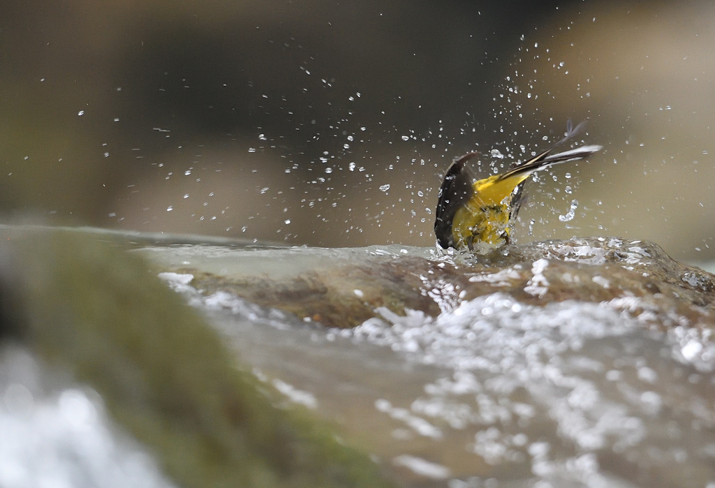 DS5_9027.jpg