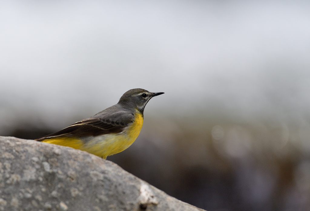 DS5_9248.jpg