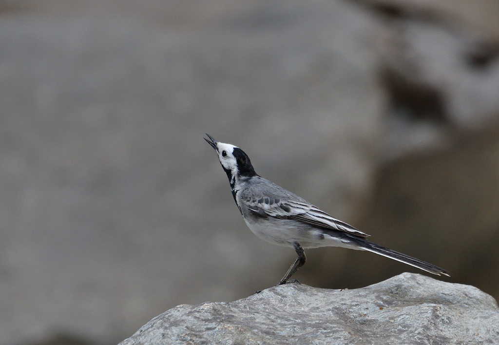 DSC_2701.jpg