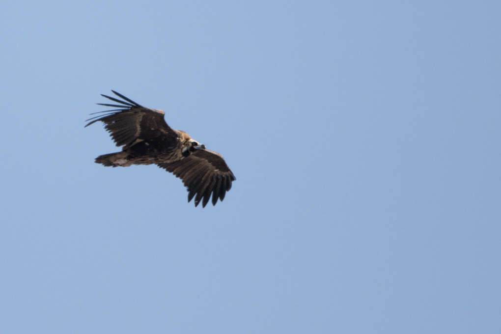 LR_Vautour_Moine-7376.jpg