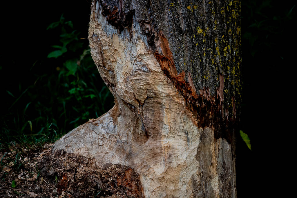 Castor d'Europe (Castor fiber) Eurasian beaver-45.jpg