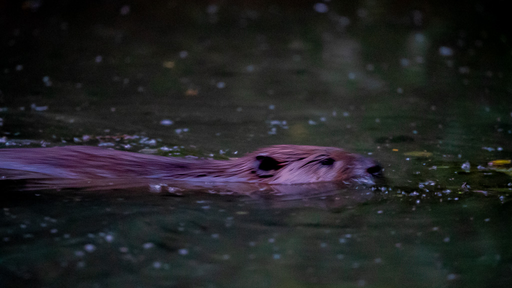 Castor d'Europe (Castor fiber) Eurasian beaver-46.jpg