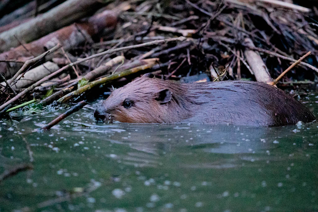 Castor d'Europe (Castor fiber) Eurasian beaver-53.jpg