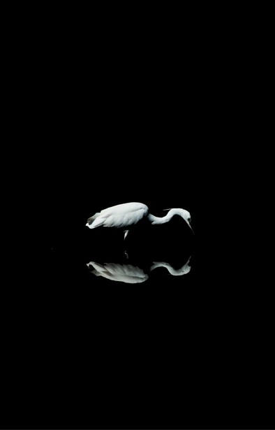 aigrette 3.jpg