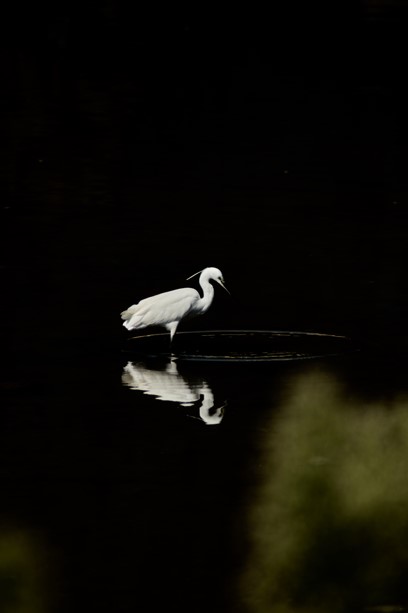 Aigrette 4.jpg
