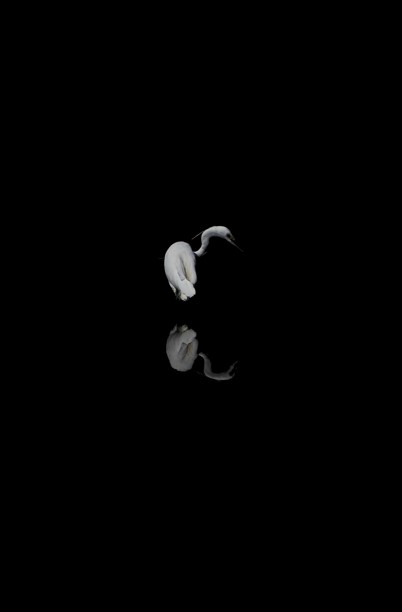 Aigrette 5.jpg