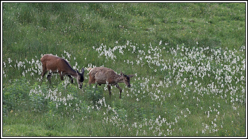 cerf(3910).jpg