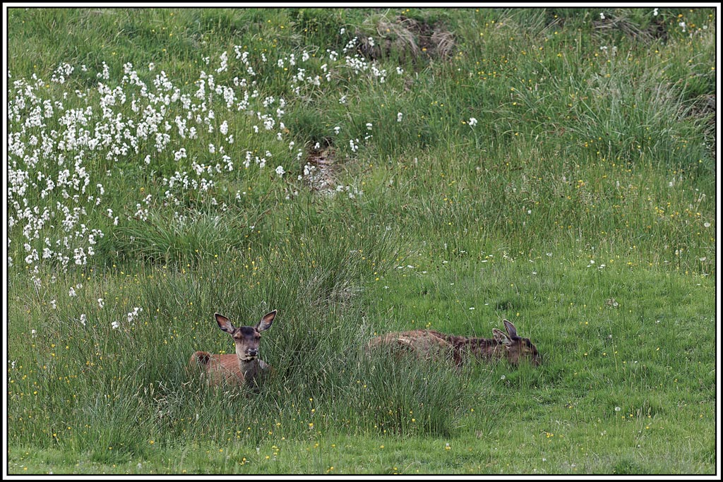 cerf(3936).jpg