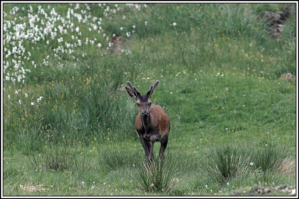 cerf(3953).jpg
