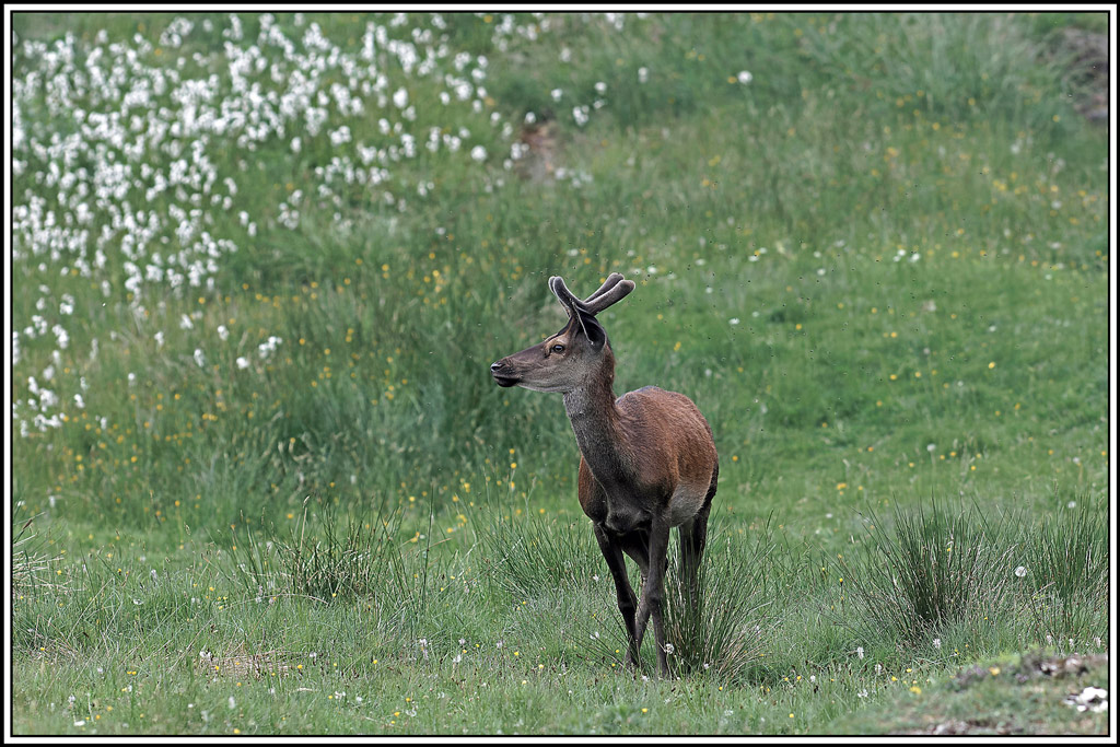 cerf(3957).jpg