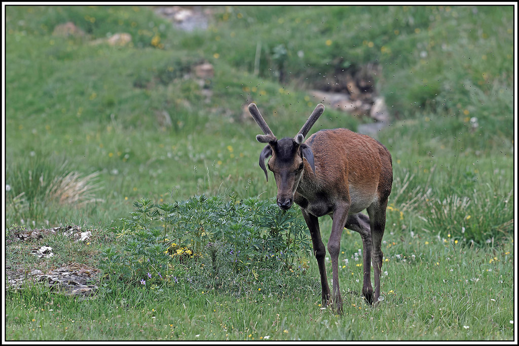 cerf(3967).jpg
