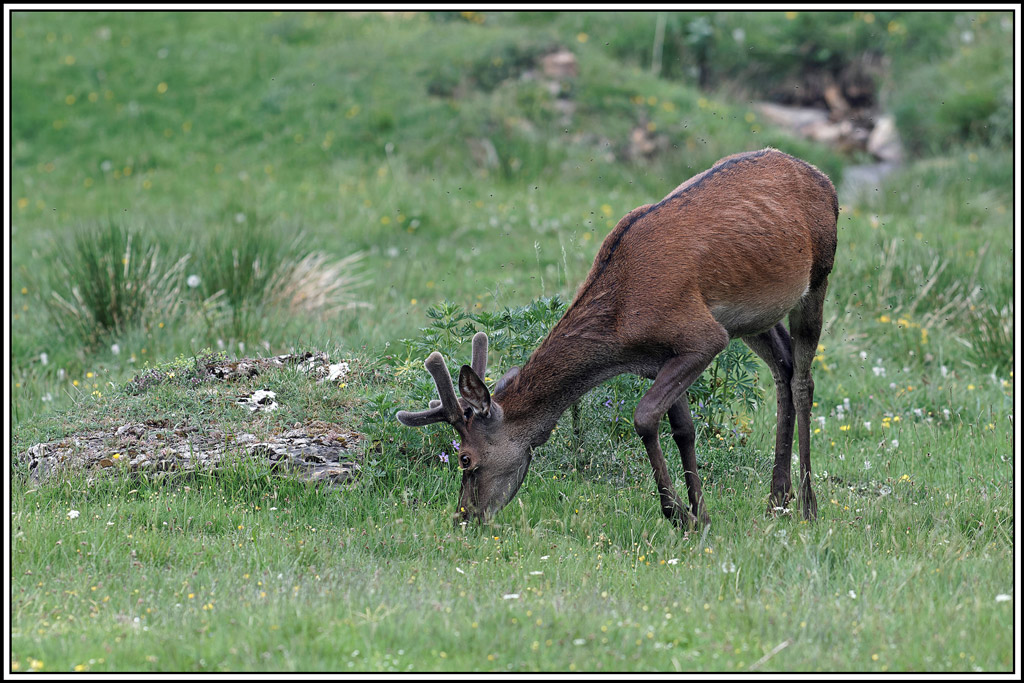 cerf(3973).jpg