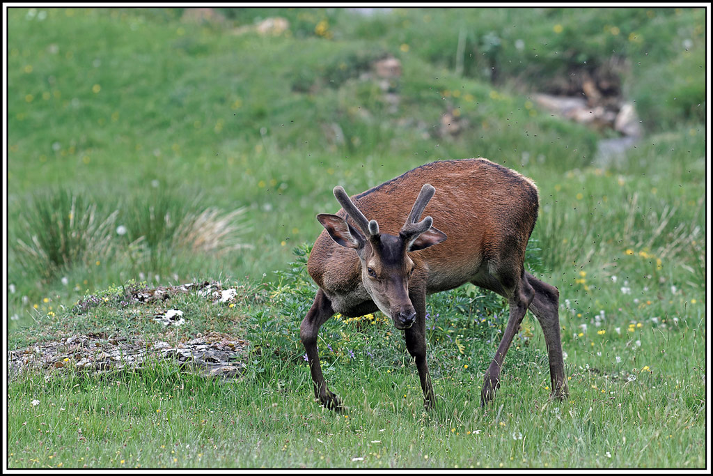 cerf(3976).jpg