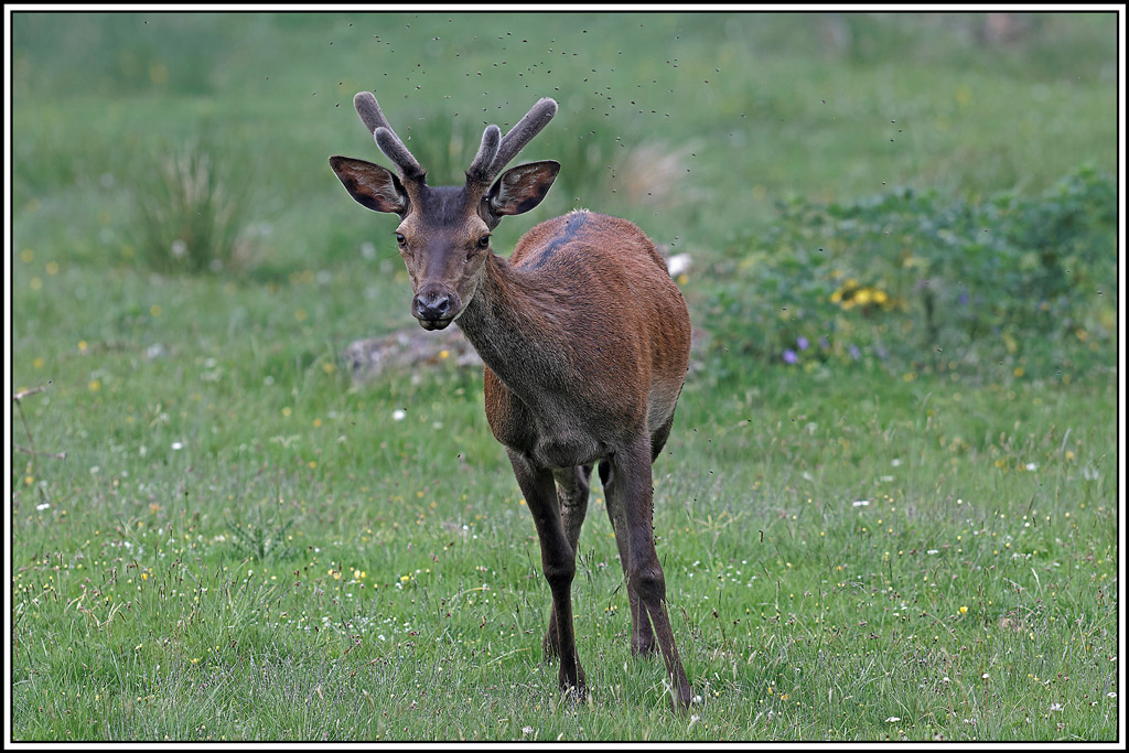 cerf(3977).jpg