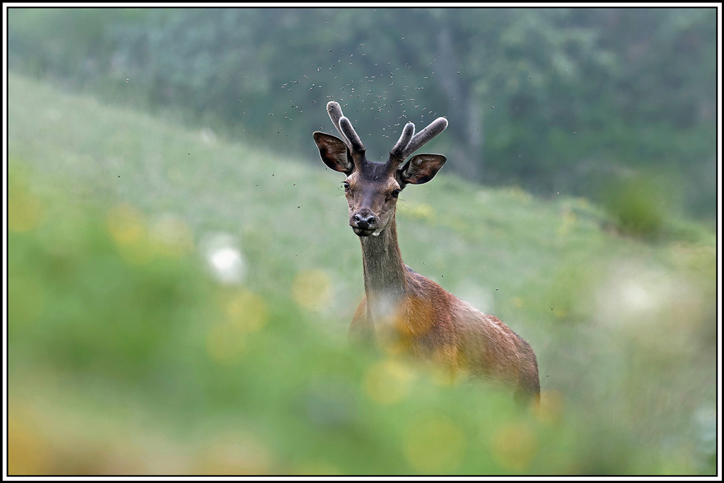 cerf(3985).jpg