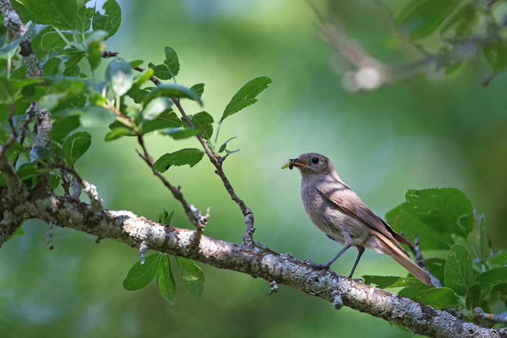 rougequeue6425-web.jpg