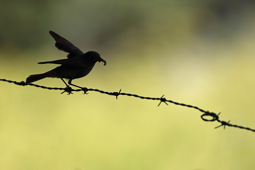 rougequeue6439-web.jpg