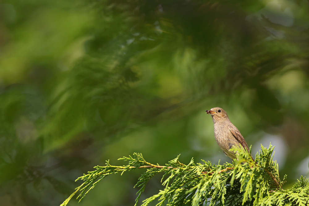 rougequeue6467-web.jpg