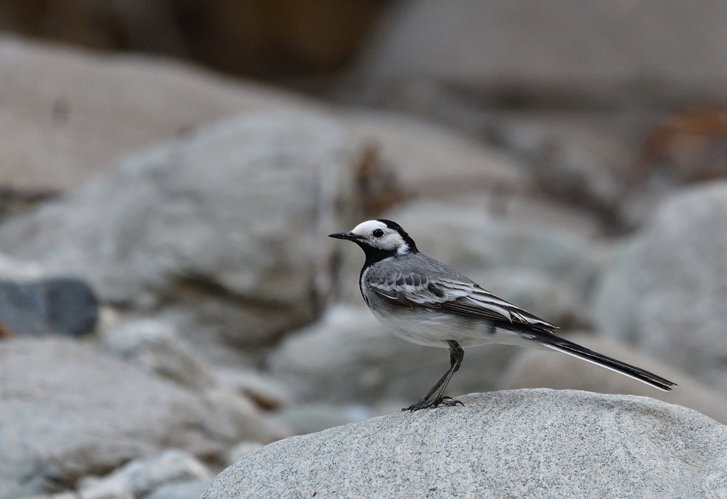 DSC_2708.jpg