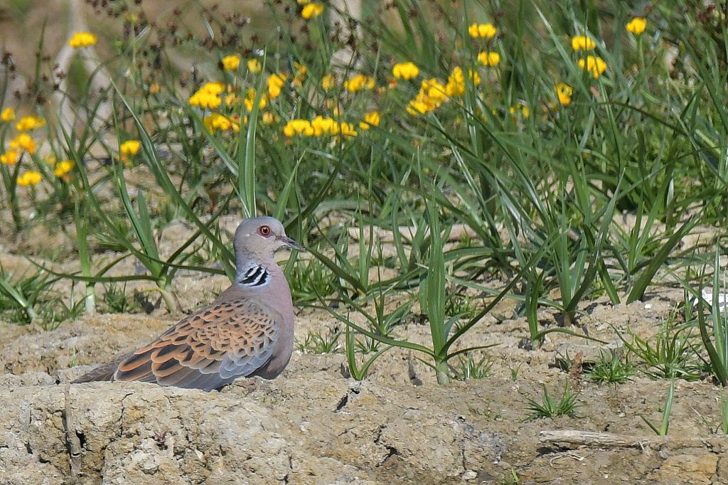 DSC_2774.JPG