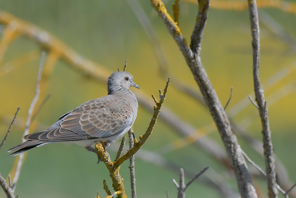 DSC_3708.JPG