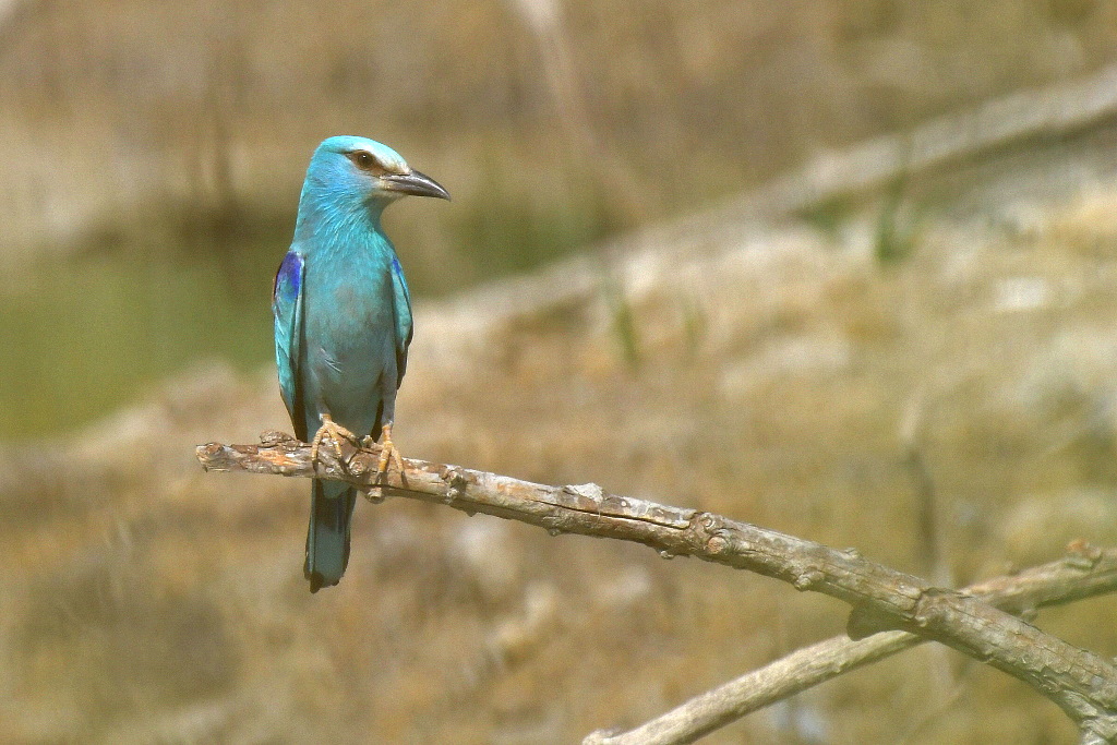 DSC_2900.JPG