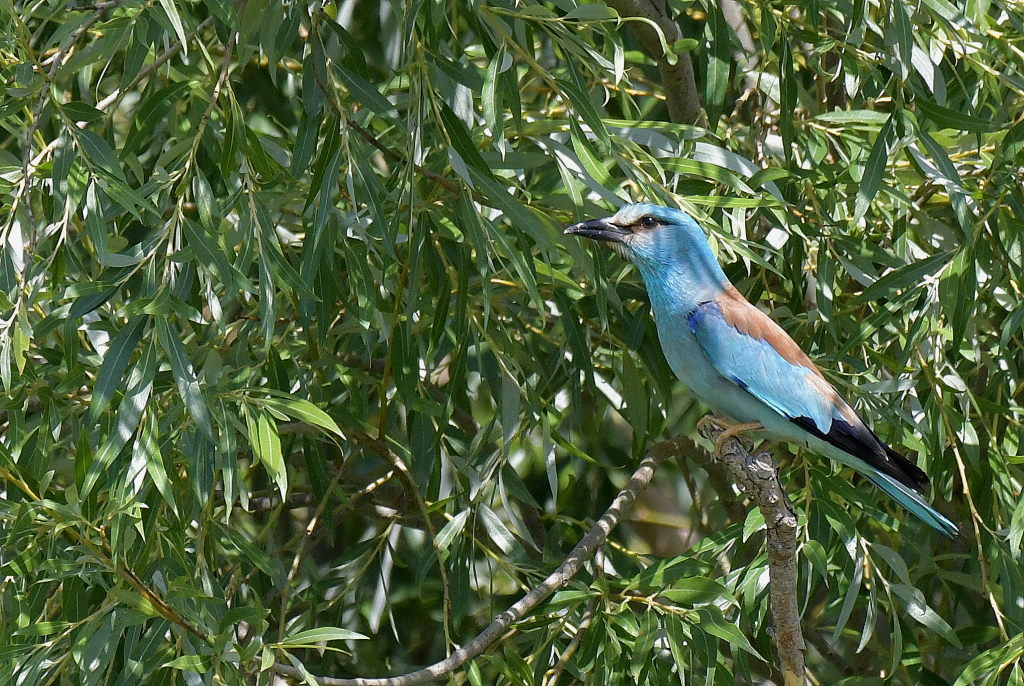 DSC_3846.JPG