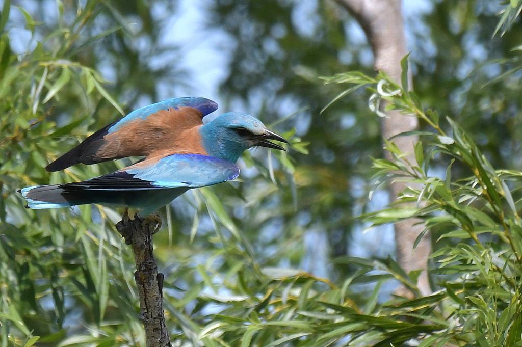 DSC_3882.JPG
