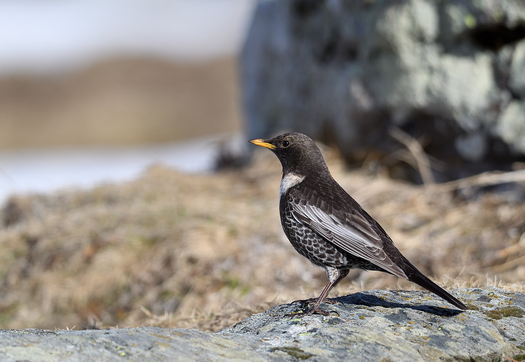 DS5_7892.jpg