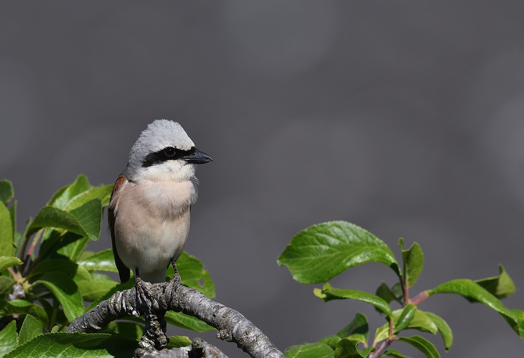 DSC_4441.jpg