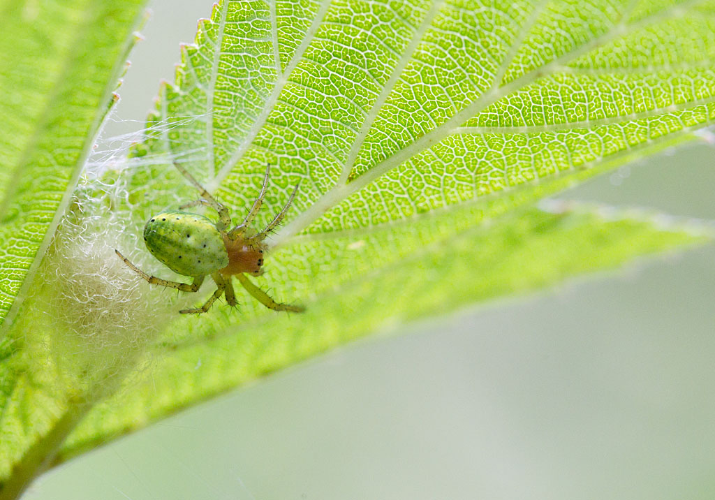 Araniella cucurbitina.jpg