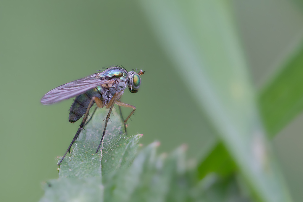 Dolichopes sp 2.jpg