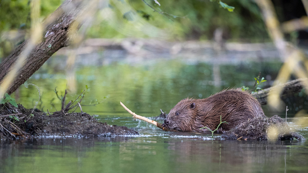 Castor d'Europe (Castor fiber) Eurasian beaver-272.jpg