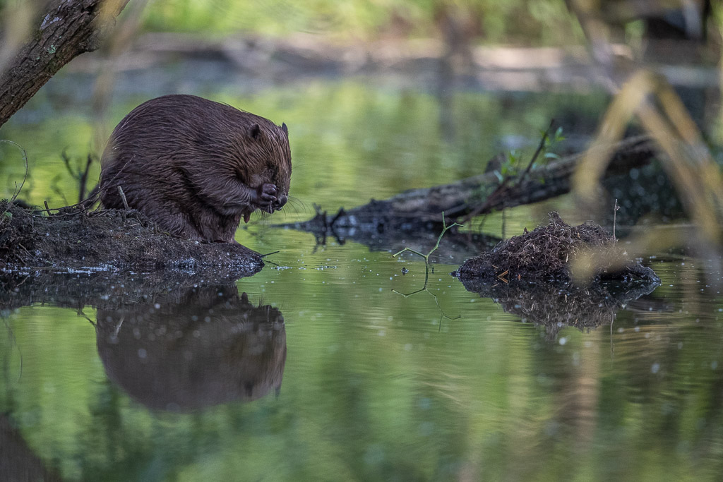 Castor d'Europe (Castor fiber) Eurasian beaver-321.jpg