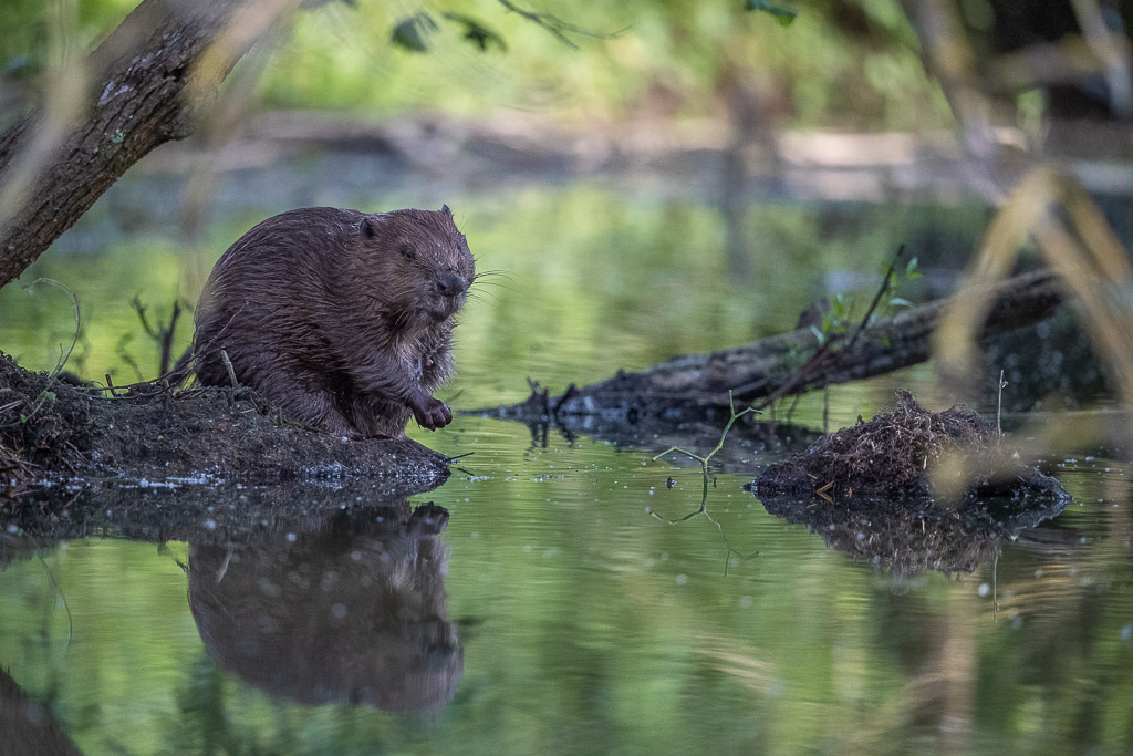 Castor d'Europe (Castor fiber) Eurasian beaver-328.jpg