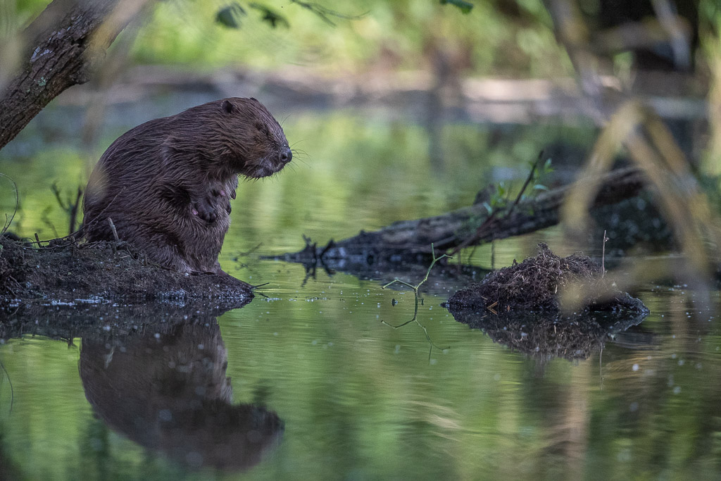 Castor d'Europe (Castor fiber) Eurasian beaver-342.jpg