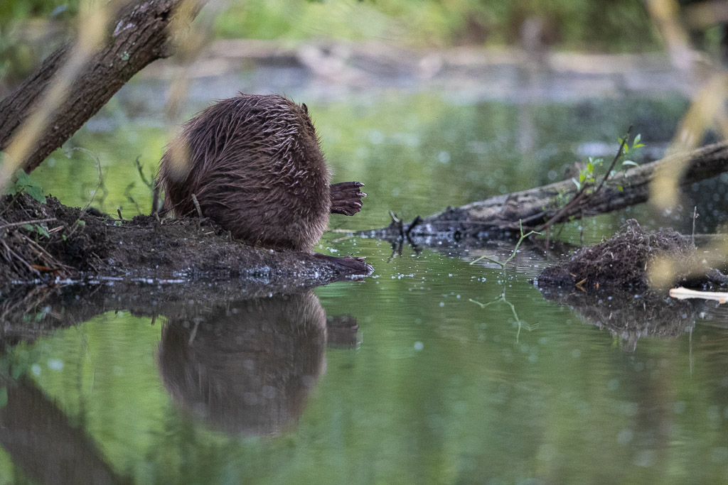 Castor d'Europe (Castor fiber) Eurasian beaver-356.jpg