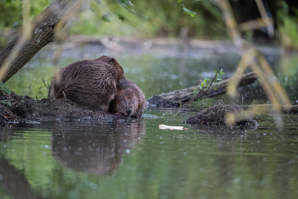 Castor d'Europe (Castor fiber) Eurasian beaver-400.jpg