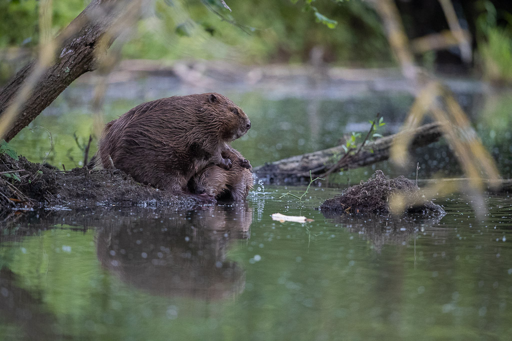 Castor d'Europe (Castor fiber) Eurasian beaver-415.jpg