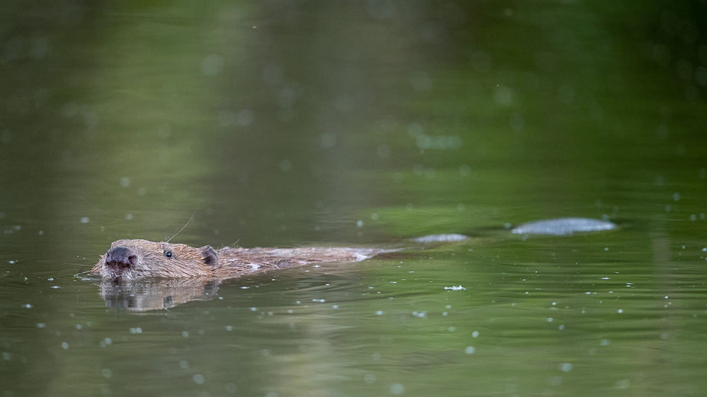 Castor d'Europe (Castor fiber) Eurasian beaver-302.jpg