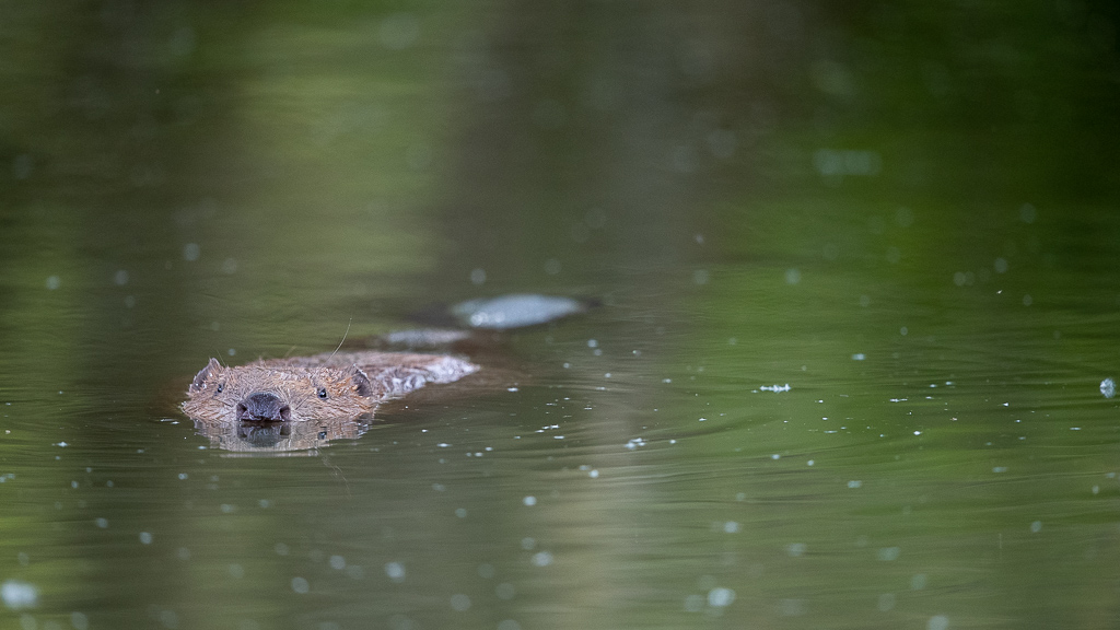 Castor d'Europe (Castor fiber) Eurasian beaver-308.jpg
