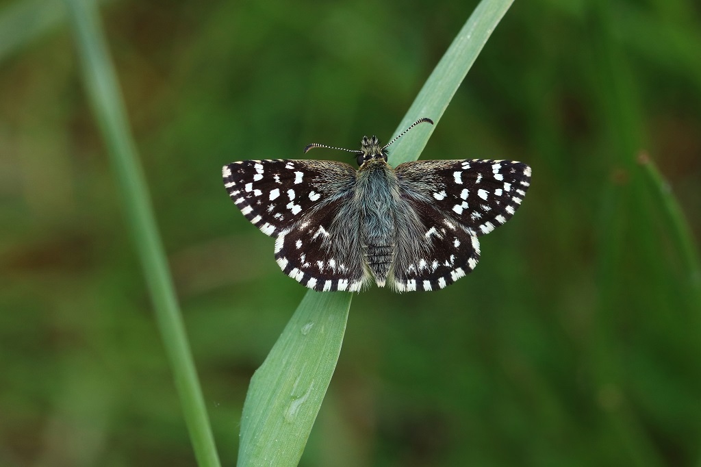 IMG_5475X Pyrgus malvae H. de la mauve.JPG