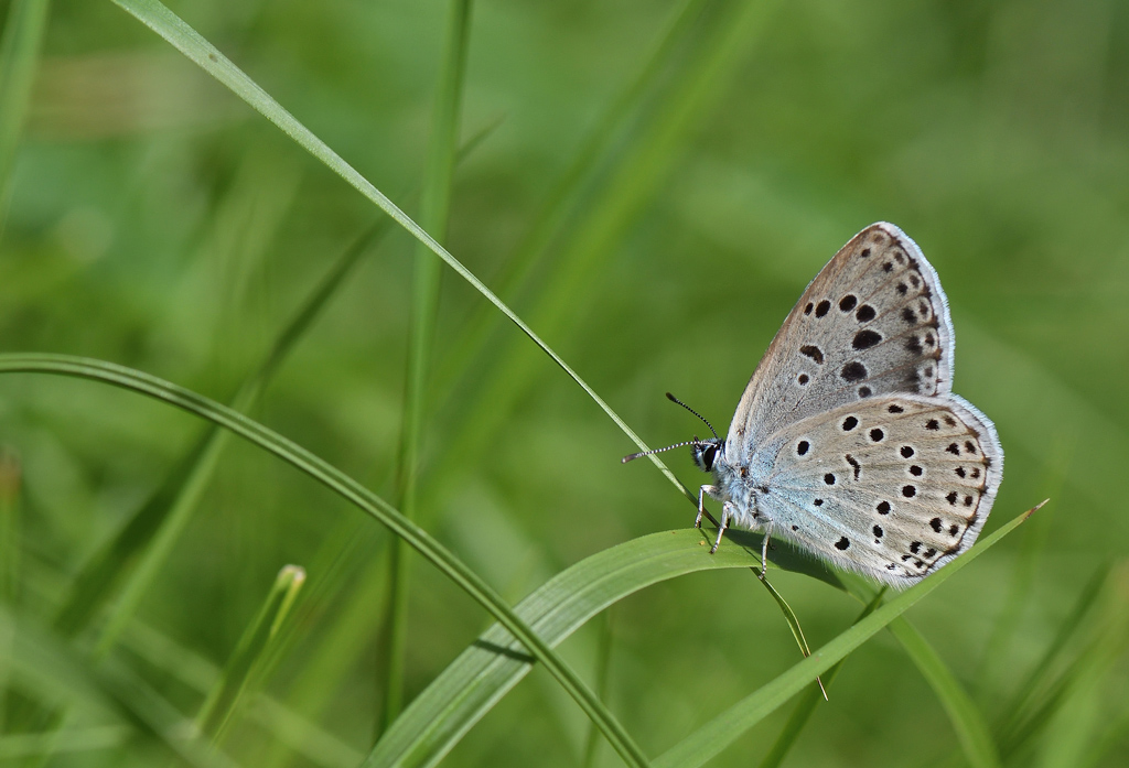 DSC_4539.jpg