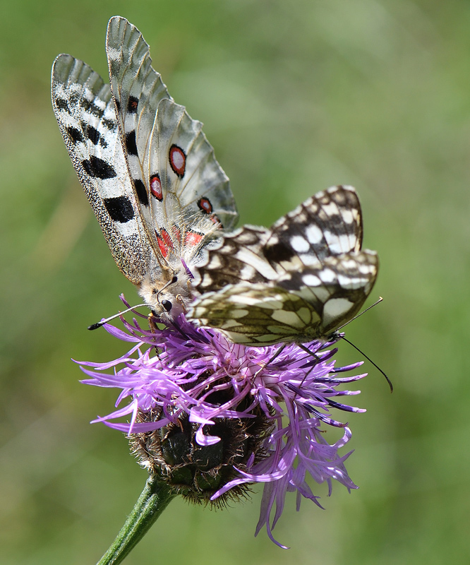 DSC_4758.jpg