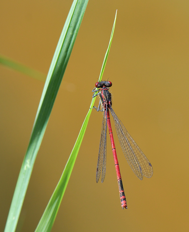 DSC_4647.jpg