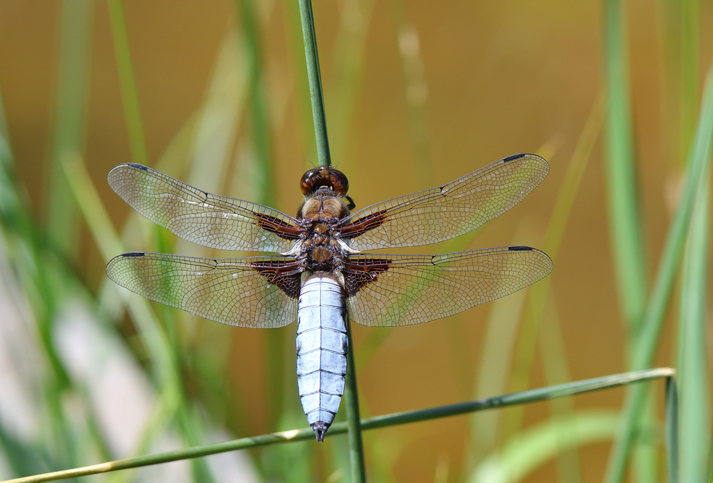 DSC_4664.jpg