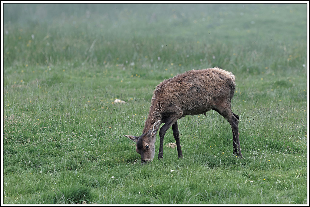cerf(4001).jpg