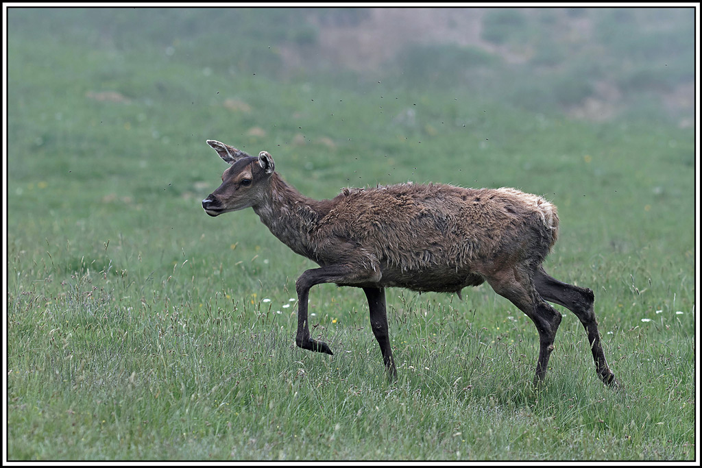 cerf(4008).jpg