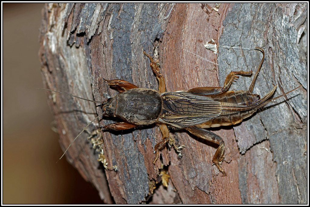 Taupe_grillon(Gryllotalpa_gryllotalpa)(8).jpg
